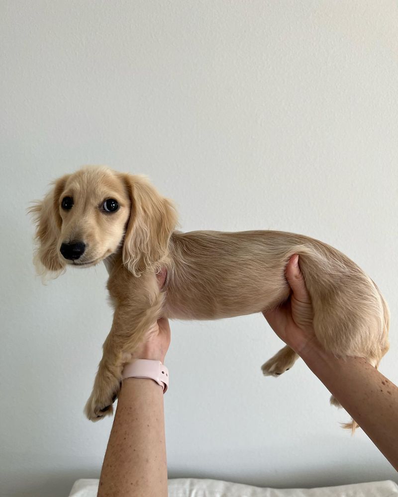 Dachshund