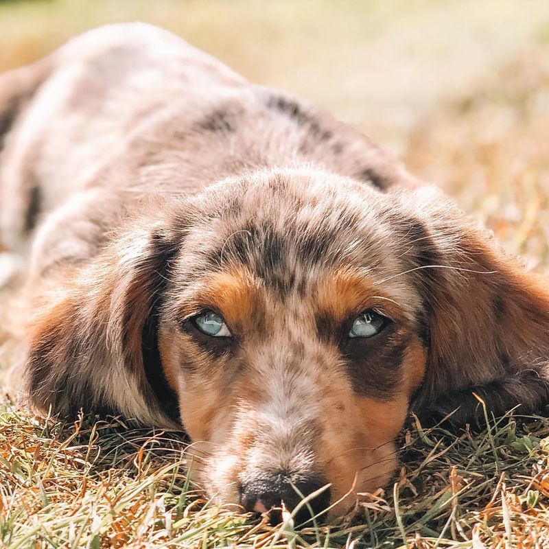 Dachshund