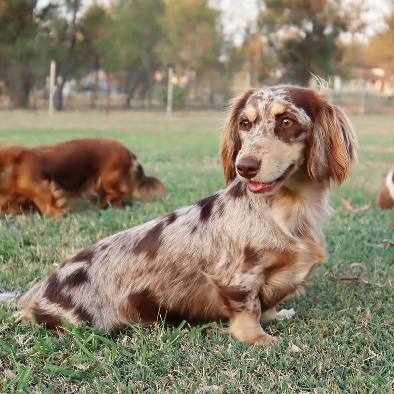 Dachshund