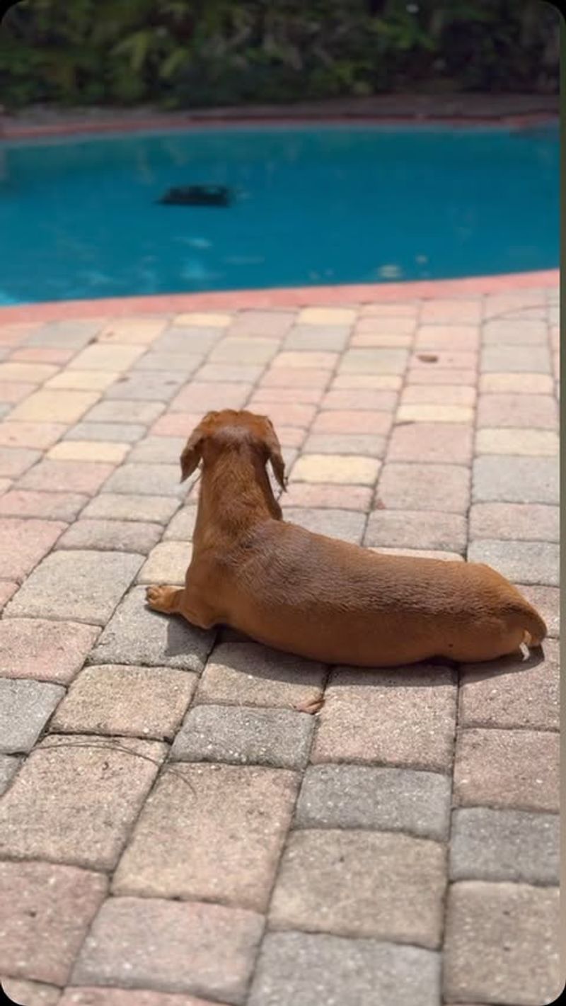 Dachshund