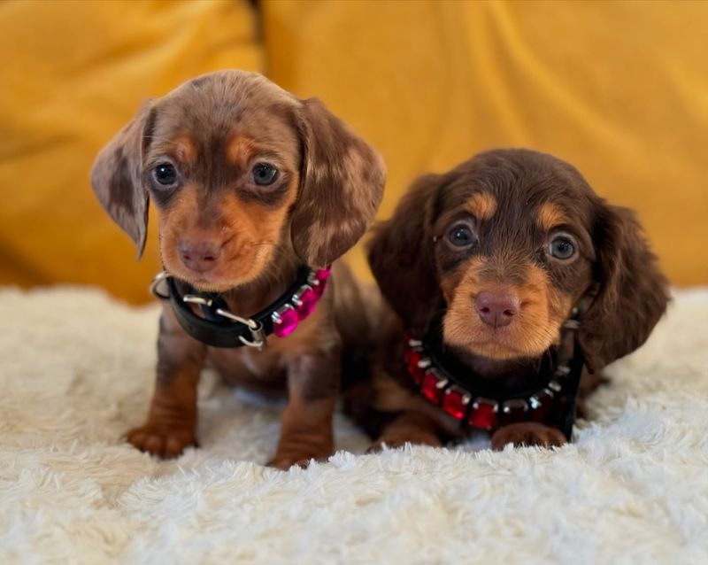 Dachshund