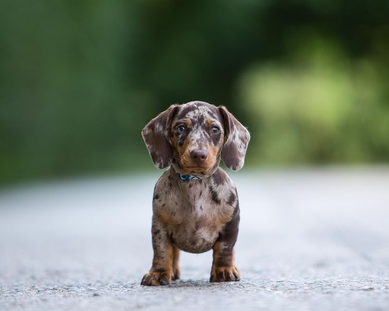 Dachshund