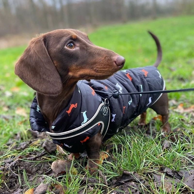 Dachshund