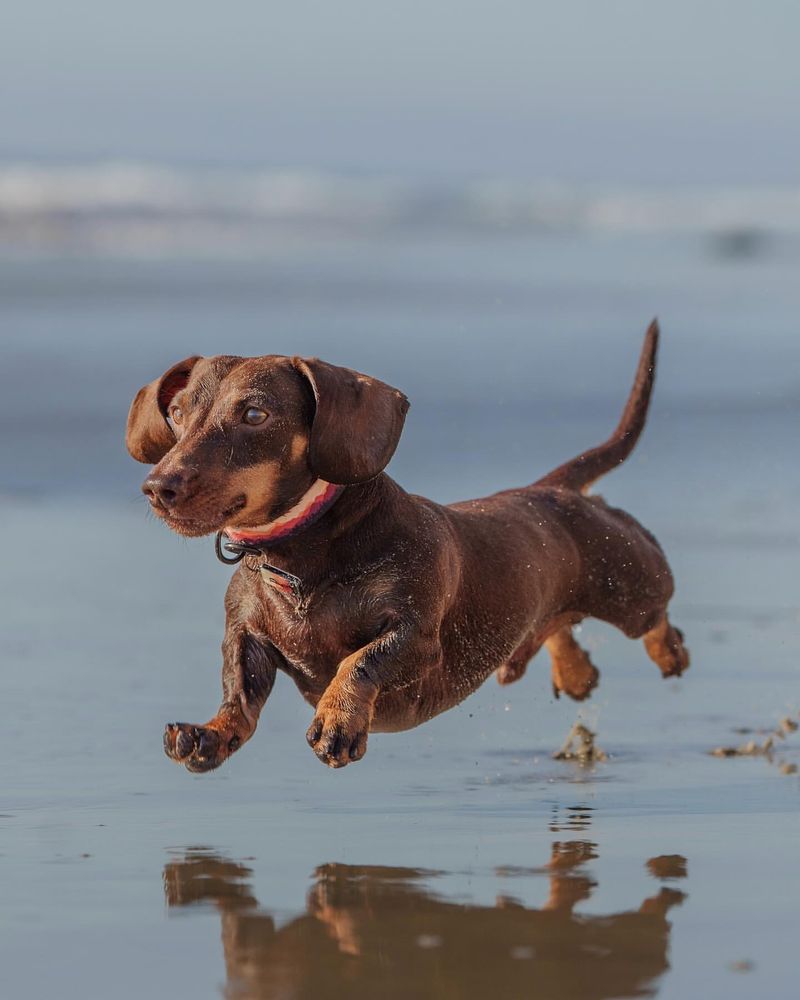 Dachshund