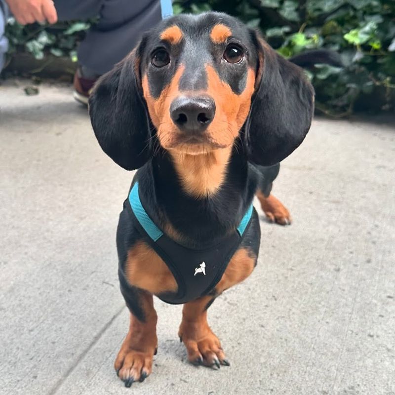 Dachshund