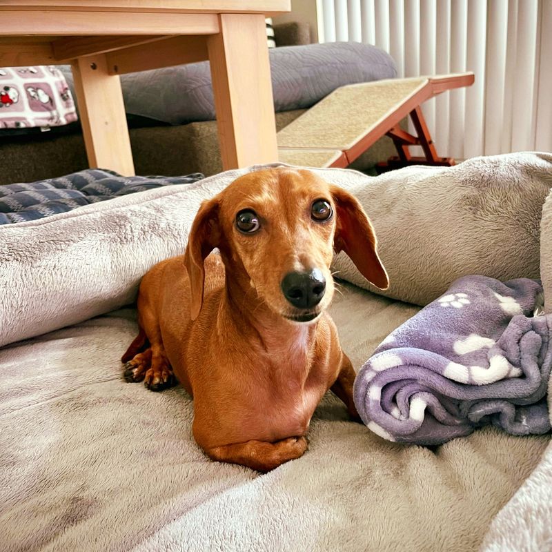 Dachshund