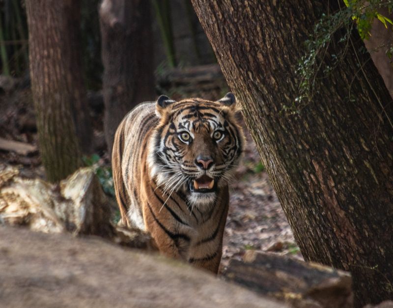 Dallas Zoo, Texas