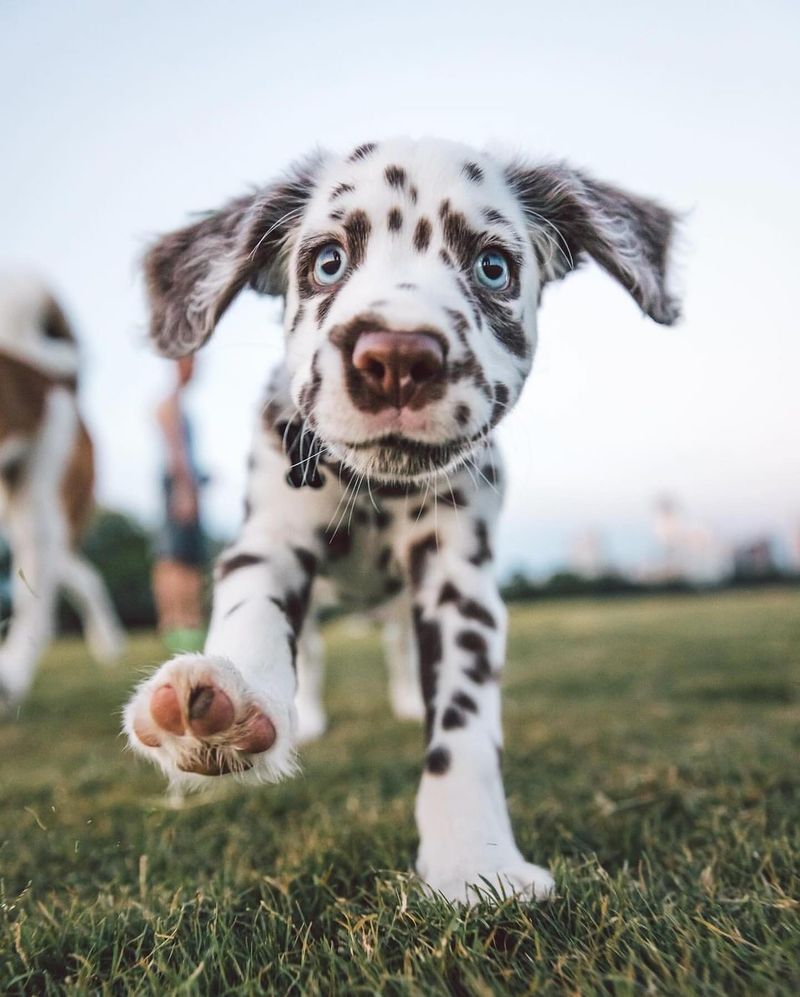 Dalmatian