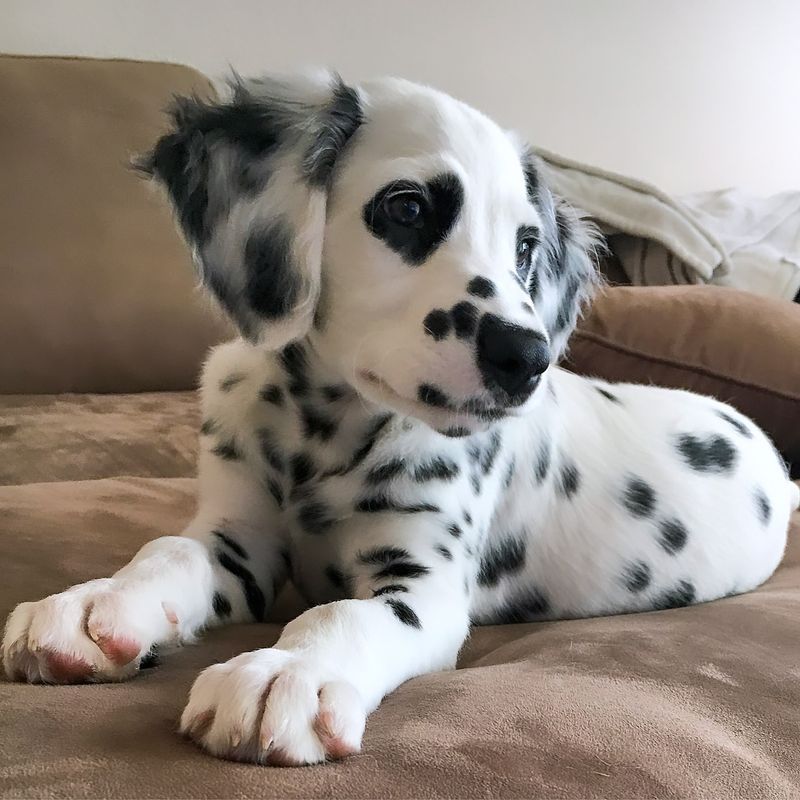 Dalmatian