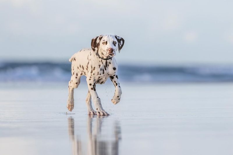 Dalmatian