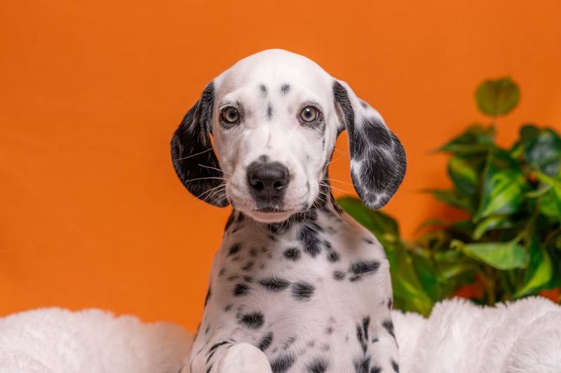 Dalmatian