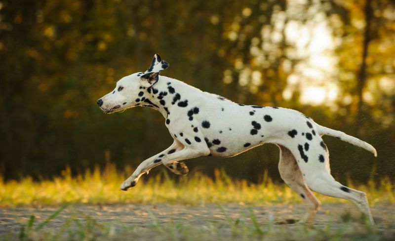 Dalmatian