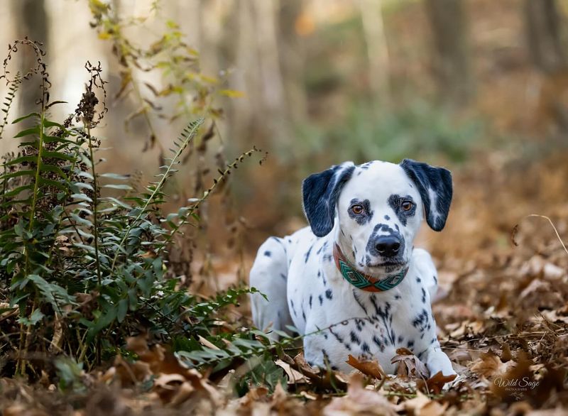 Dalmatian