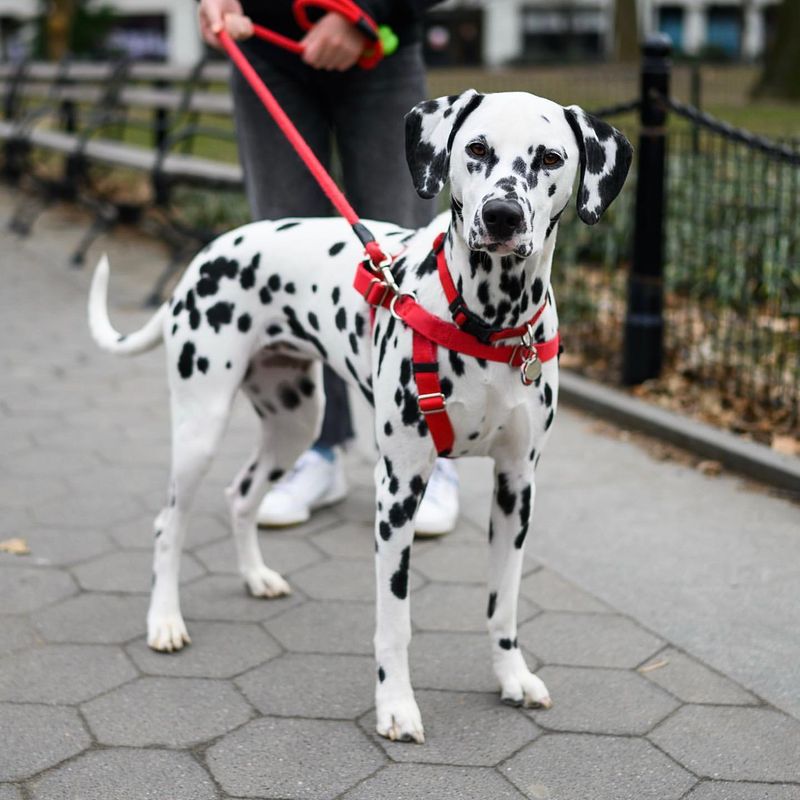 Dalmatian