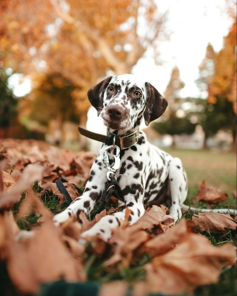 Dalmatian