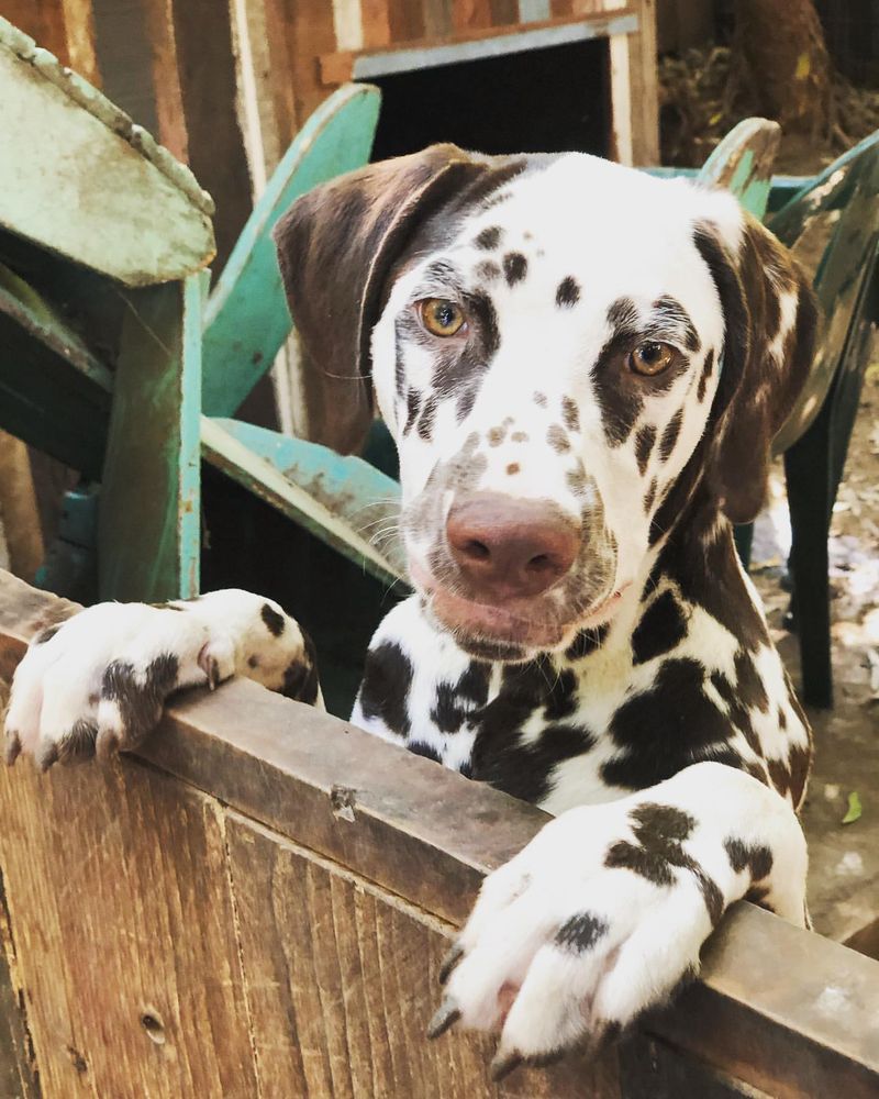 Dalmatian