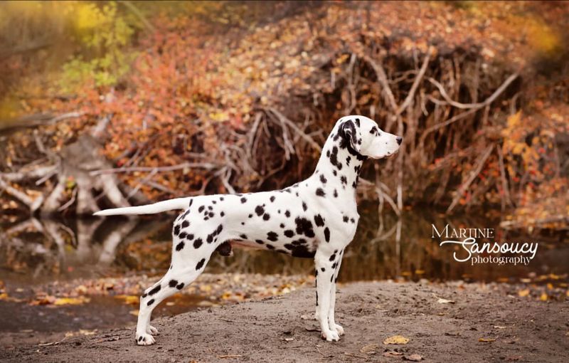 Dalmatian