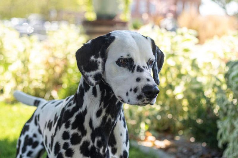 Dalmatian