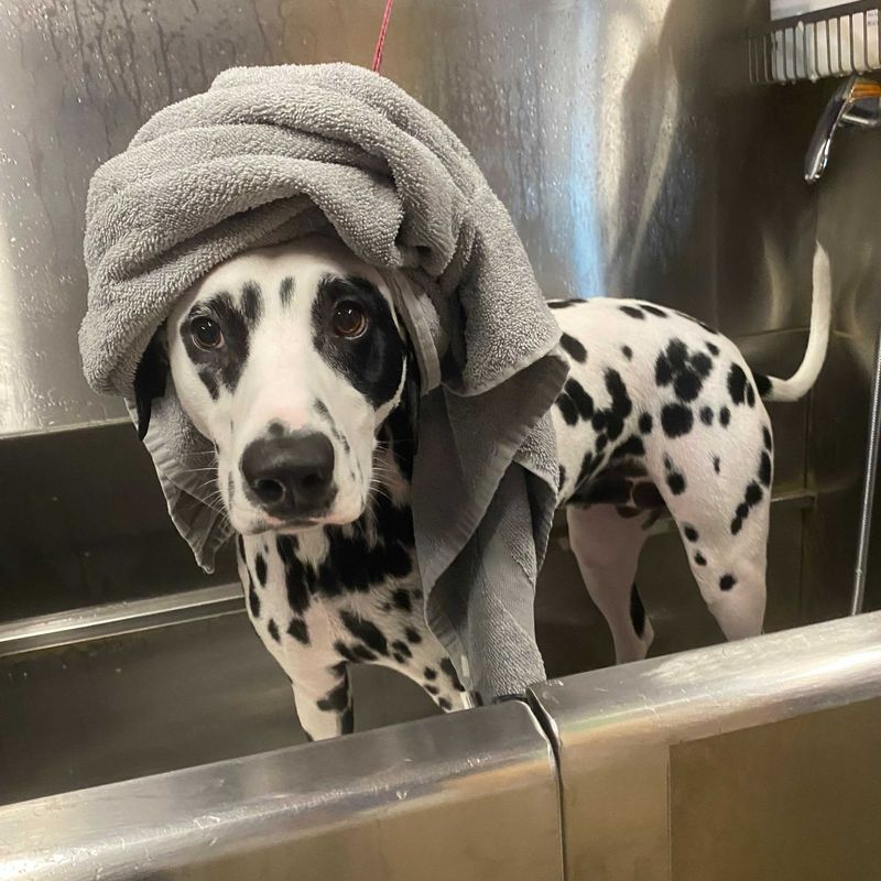 Dalmatian