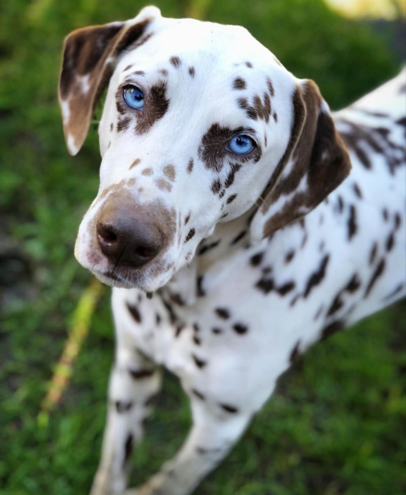 Dalmatian