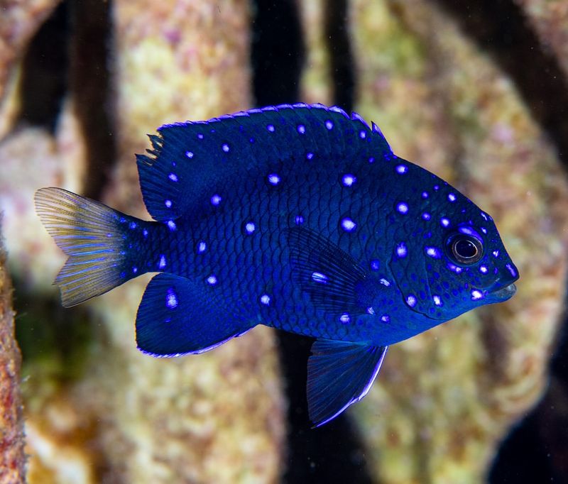 Damselfish