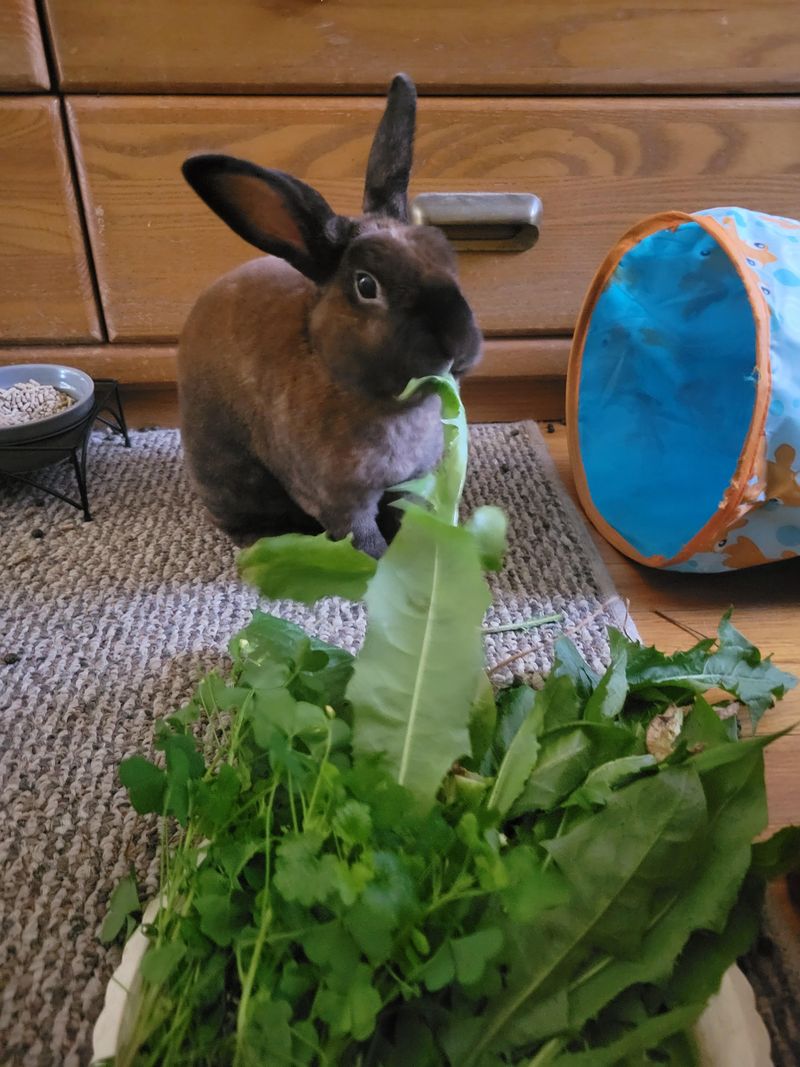 Dandelion Greens