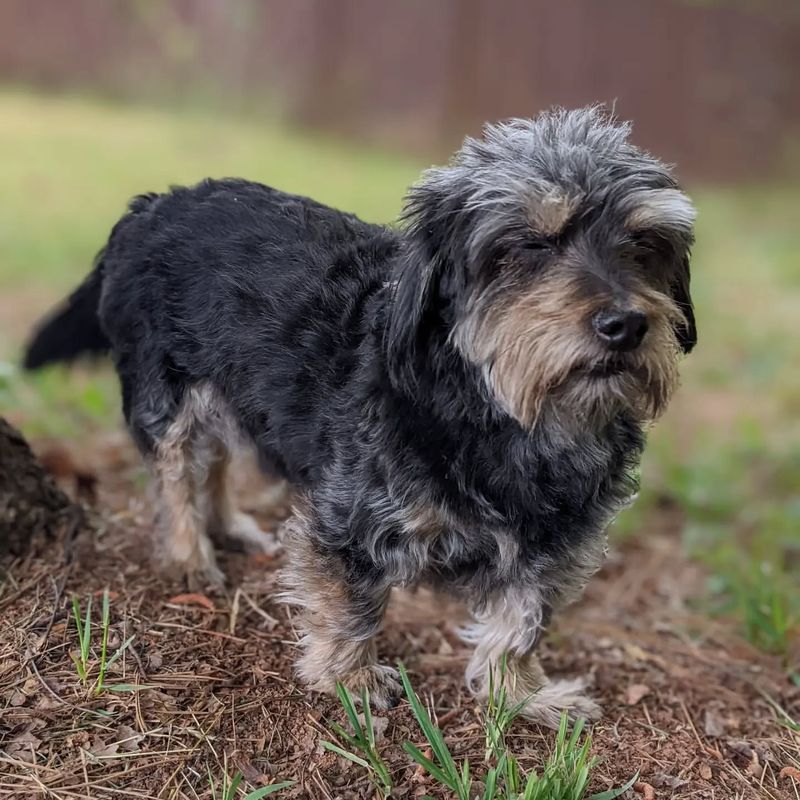 Dandie Dinmont Terrier