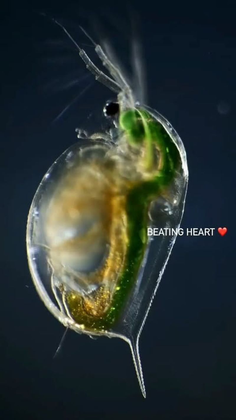 Daphnia