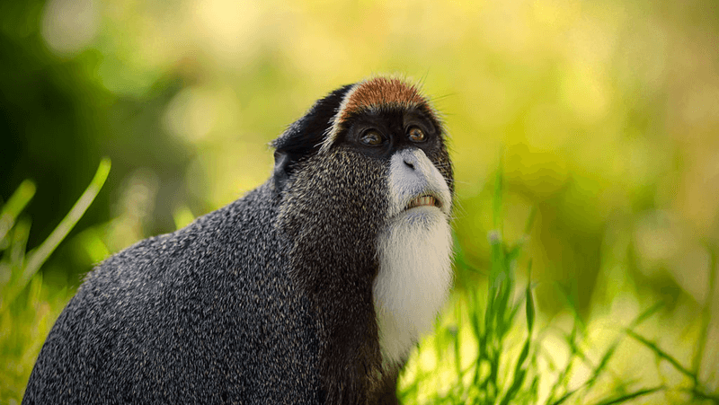 De Brazza's Monkey