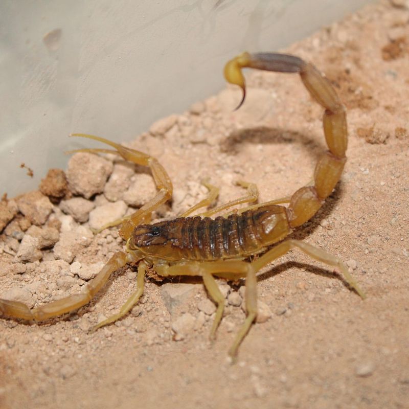 Deathstalker Scorpion