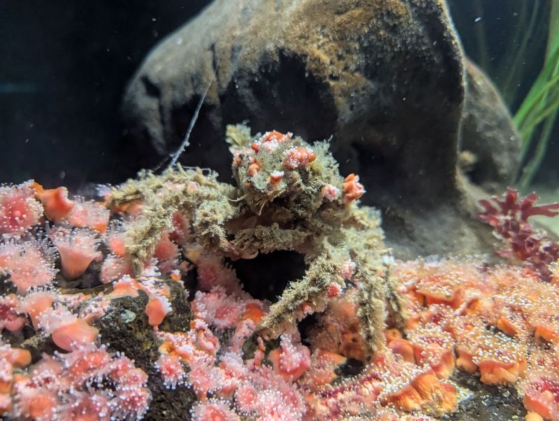 Decorator Crab