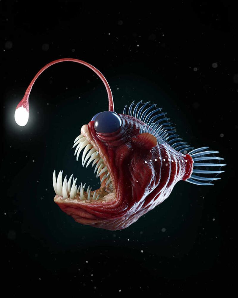 Deep-Sea Anglerfish