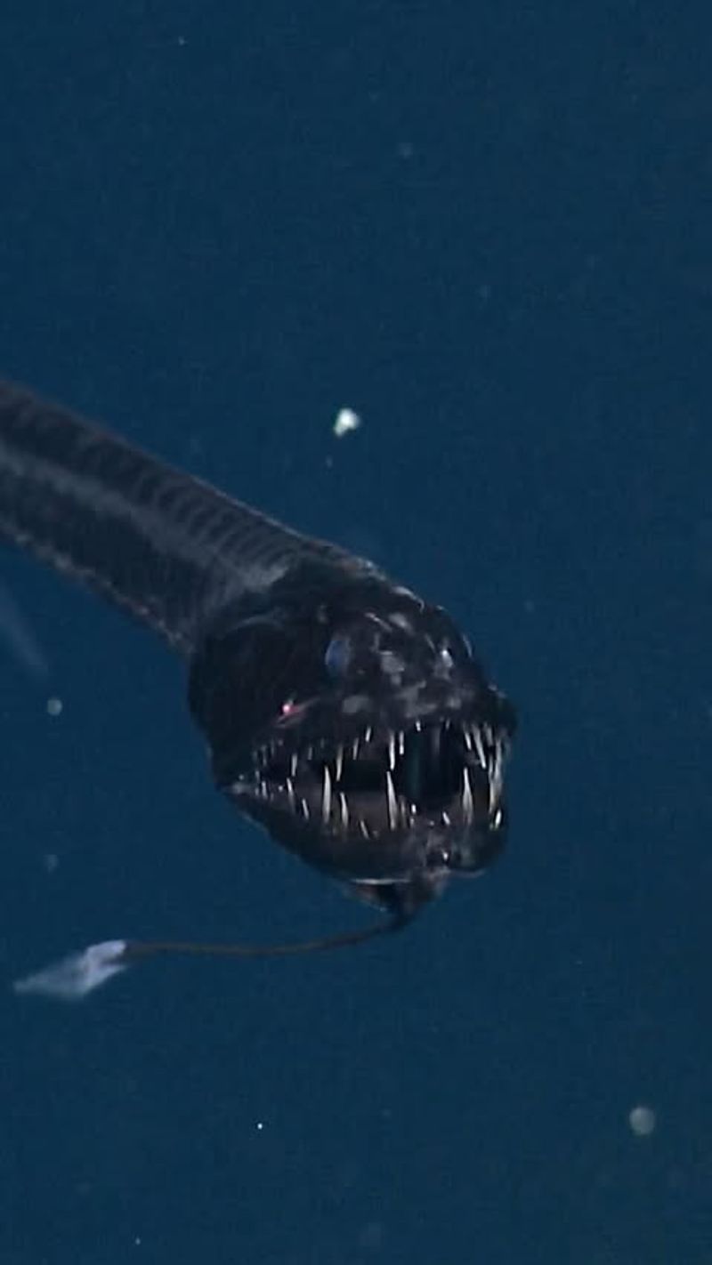 Deep-Sea Dragonfish