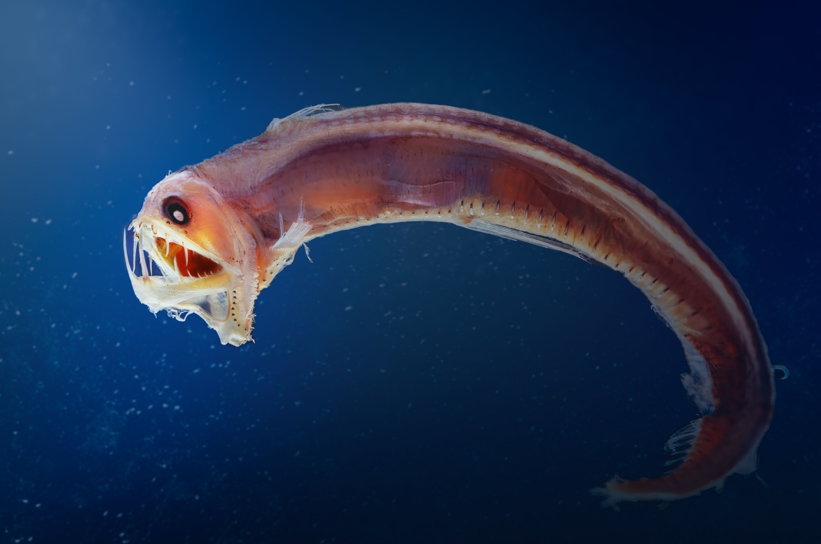 Deep Sea Dragonfish