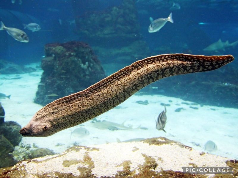 Deep-Sea Eels