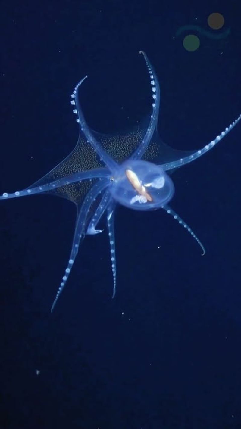 Deep-Sea Habitat