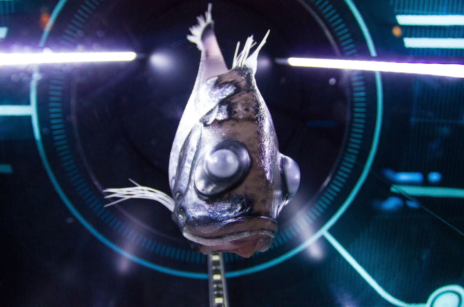 Deep-Sea Hatchetfish