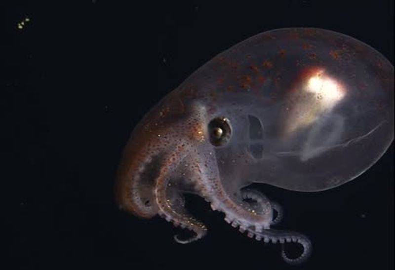 Deep-Sea Octopus