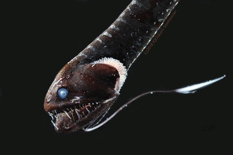 Deep-sea Dragonfish