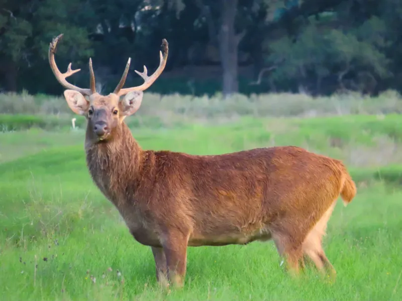 Deer (Eikþyrnir)