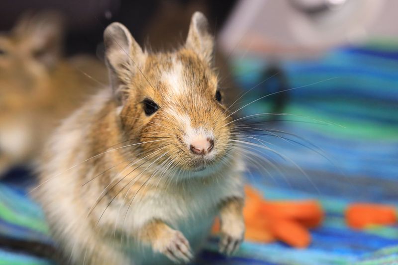 Degu