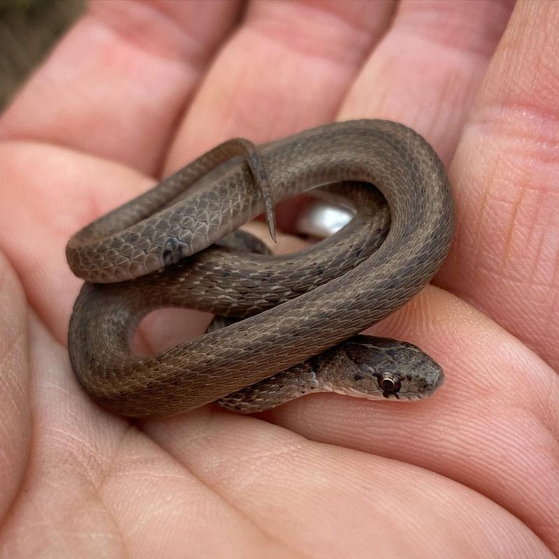 Dekay's Brown Snake