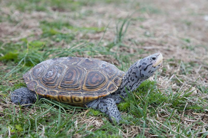 Delaware's Diamondback Terrapin