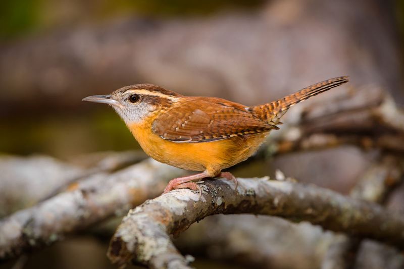 Delaware - Carolina Wren