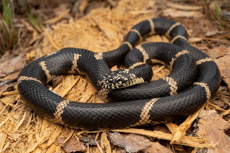 Delaware - Eastern Kingsnake