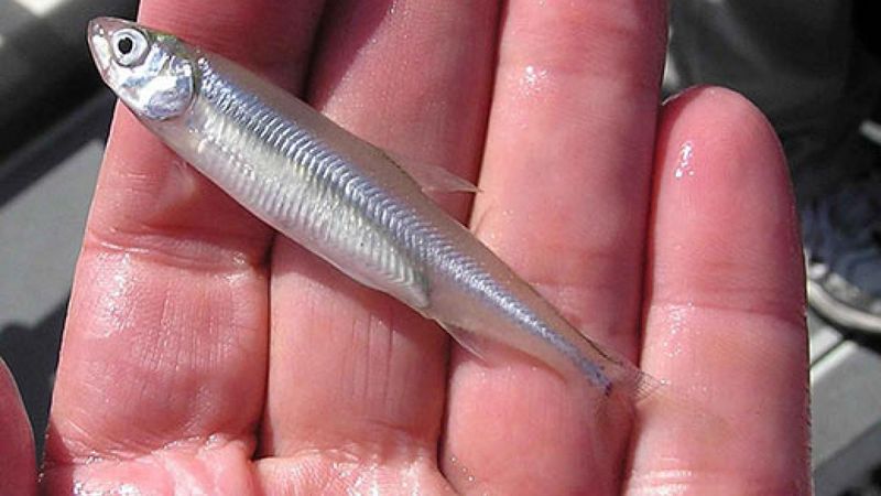 Delta Smelt