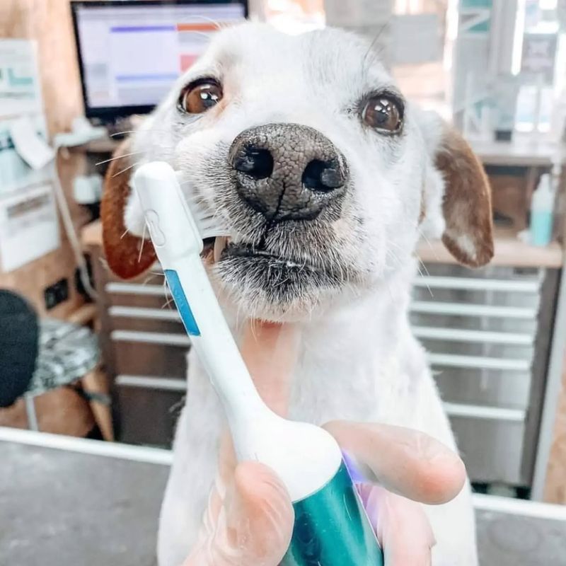 Dental Hygiene