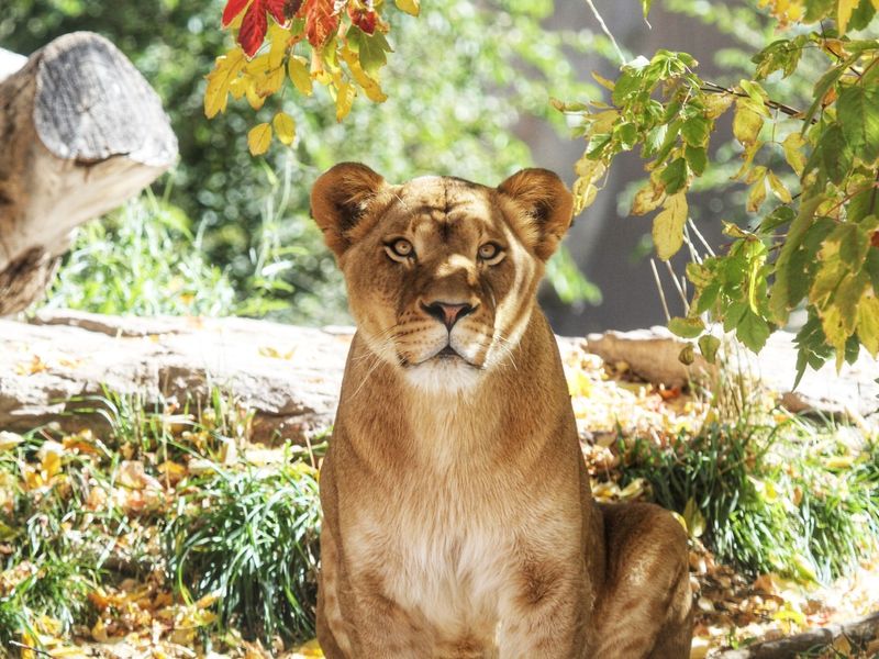 Denver Zoo, Colorado