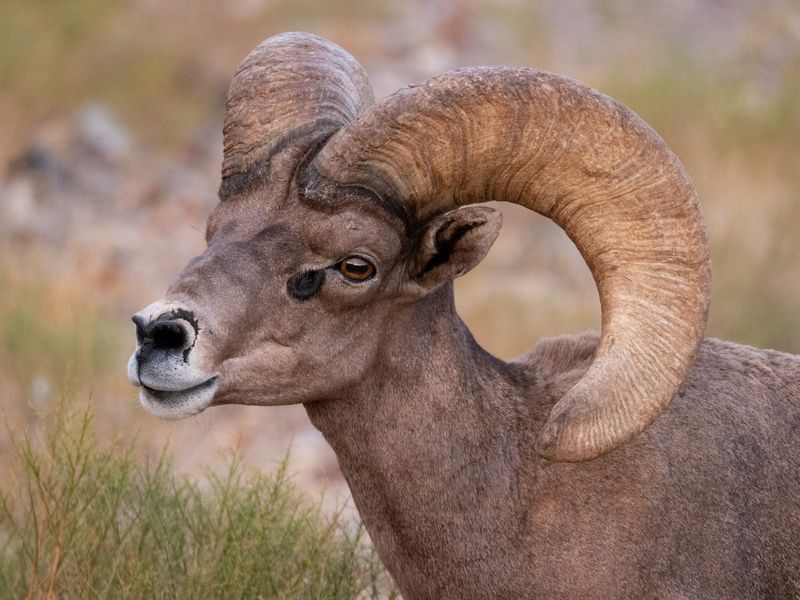 Desert Bighorn Sheep