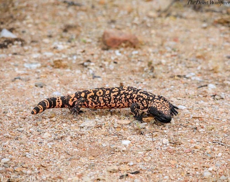 Desert Habitat